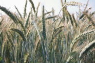 wheat